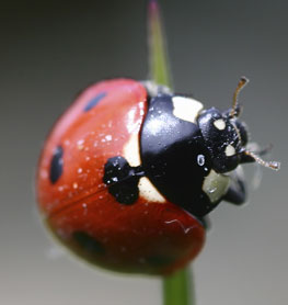 coccinella-t